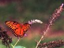 Filename=butterfly01.JPG
Filesize=79KiB
Dimensions=924x696
Date added=Oct 18, 2011 butterfly01.JPG