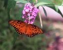 Filename=butterfly02.JPG
Filesize=69KiB
Dimensions=884x704
Date added=Oct 18, 2011 butterfly02.JPG