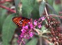 Filename=butterfly03.JPG
Filesize=64KiB
Dimensions=784x572
Date added=Oct 18, 2011 butterfly03.JPG