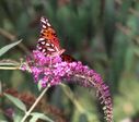Filename=butterfly04.JPG
Filesize=92KiB
Dimensions=988x868
Date added=Oct 18, 2011 butterfly04.JPG