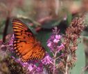 Filename=butterfly06.JPG
Filesize=55KiB
Dimensions=706x588
Date added=Oct 18, 2011 butterfly06.JPG