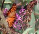 Filename=butterfly07.JPG
Filesize=66KiB
Dimensions=736x644
Date added=Oct 18, 2011 butterfly07.JPG