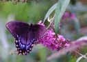 Filename=butterfly09.JPG
Filesize=74KiB
Dimensions=1016x720
Date added=Oct 18, 2011 butterfly09.JPG
