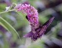 Filename=butterfly11.JPG
Filesize=81KiB
Dimensions=1080x848
Date added=Oct 18, 2011 butterfly11.JPG