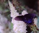 Filename=butterfly13.JPG
Filesize=66KiB
Dimensions=980x844
Date added=Oct 18, 2011 butterfly13.JPG