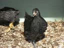 Filename=chickens_mar_07_00.JPG
Filesize=63KiB
Dimensions=800x600
Date added=Oct 18, 2011 chickens_mar_07_00.JPG