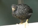 Filename=chickens_mar_07_01.JPG
Filesize=30KiB
Dimensions=800x600
Date added=Oct 18, 2011 chickens_mar_07_01.JPG