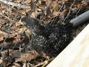 Filename=chickens_mar_07_02.JPG
Filesize=66KiB
Dimensions=800x600
Date added=Oct 18, 2011 chickens_mar_07_02.JPG