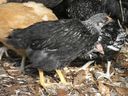 Filename=chickens_mar_07_27.JPG
Filesize=69KiB
Dimensions=800x600
Date added=Oct 18, 2011 chickens_mar_07_27.JPG