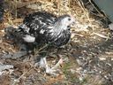 Filename=chickens_mar_07_28.JPG
Filesize=81KiB
Dimensions=800x600
Date added=Oct 18, 2011 chickens_mar_07_28.JPG