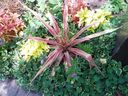 Filename=Denver_Botanical_80.jpg
Filesize=95KiB
Dimensions=800x600
Date added=Oct 18, 2011 Denver_Botanical_80.jpg