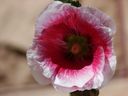 Filename=flowers_12.JPG
Filesize=476KiB
Dimensions=1024x768
Date added=Oct 18, 2011 flowers_12.JPG