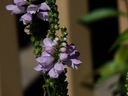 Filename=flowers_22.JPG
Filesize=438KiB
Dimensions=1024x768
Date added=Oct 18, 2011 flowers_22.JPG