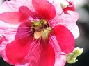Filename=flowers_25.JPG
Filesize=611KiB
Dimensions=1024x768
Date added=Oct 18, 2011 flowers_25.JPG