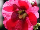 Filename=flowers_27.JPG
Filesize=559KiB
Dimensions=1024x768
Date added=Oct 18, 2011 flowers_27.JPG