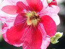 Filename=flowers_28.JPG
Filesize=601KiB
Dimensions=1024x768
Date added=Oct 18, 2011 flowers_28.JPG