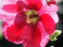 Filename=flowers_29.JPG
Filesize=588KiB
Dimensions=1024x768
Date added=Oct 18, 2011 flowers_29.JPG