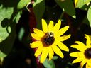 Filename=flowers_30.JPG
Filesize=438KiB
Dimensions=1024x768
Date added=Oct 18, 2011 flowers_30.JPG