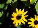 Filename=flowers_31.JPG
Filesize=413KiB
Dimensions=1024x768
Date added=Oct 18, 2011 flowers_31.JPG