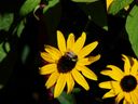 Filename=flowers_32.JPG
Filesize=381KiB
Dimensions=1024x768
Date added=Oct 18, 2011 flowers_32.JPG
