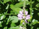 Filename=flowers_33.JPG
Filesize=502KiB
Dimensions=1024x768
Date added=Oct 18, 2011 flowers_33.JPG