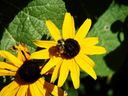 Filename=flowers_34.JPG
Filesize=485KiB
Dimensions=1024x768
Date added=Oct 18, 2011 flowers_34.JPG