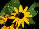 Filename=flowers_35.JPG
Filesize=462KiB
Dimensions=1024x768
Date added=Oct 18, 2011 flowers_35.JPG