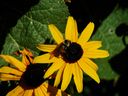 Filename=flowers_36.JPG
Filesize=452KiB
Dimensions=1024x768
Date added=Oct 18, 2011 flowers_36.JPG