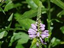 Filename=flowers_37.JPG
Filesize=483KiB
Dimensions=1024x768
Date added=Oct 18, 2011 flowers_37.JPG
