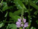 Filename=flowers_38.JPG
Filesize=448KiB
Dimensions=1024x768
Date added=Oct 18, 2011 flowers_38.JPG