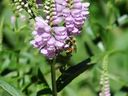 Filename=flowers_39.JPG
Filesize=538KiB
Dimensions=1024x768
Date added=Oct 18, 2011 flowers_39.JPG