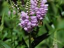 Filename=flowers_40.JPG
Filesize=535KiB
Dimensions=1024x768
Date added=Oct 18, 2011 flowers_40.JPG
