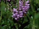 Filename=flowers_41.JPG
Filesize=513KiB
Dimensions=1024x768
Date added=Oct 18, 2011 flowers_41.JPG