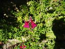 Filename=plants10.JPG
Filesize=261KiB
Dimensions=1024x768
Date added=Oct 19, 2011 plants10.JPG