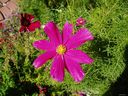 Filename=plants11.JPG
Filesize=281KiB
Dimensions=1024x768
Date added=Oct 19, 2011 plants11.JPG