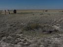 Filename=sept_06_pawnee_grasslands_032.jpg
Filesize=175KiB
Dimensions=1024x768
Date added=Oct 19, 2011 sept_06_pawnee_grasslands_032.jpg