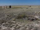 Filename=sept_06_pawnee_grasslands_034.jpg
Filesize=221KiB
Dimensions=1024x768
Date added=Oct 19, 2011 sept_06_pawnee_grasslands_034.jpg
