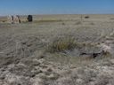 Filename=sept_06_pawnee_grasslands_035.jpg
Filesize=200KiB
Dimensions=1024x768
Date added=Oct 19, 2011 sept_06_pawnee_grasslands_035.jpg