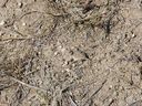Filename=sept_06_pawnee_grasslands_071.jpg
Filesize=364KiB
Dimensions=1024x768
Date added=Oct 19, 2011 sept_06_pawnee_grasslands_071.jpg