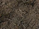 Filename=sept_06_pawnee_grasslands_073.jpg
Filesize=294KiB
Dimensions=1024x768
Date added=Oct 19, 2011 sept_06_pawnee_grasslands_073.jpg