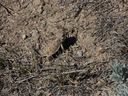 Filename=sept_06_pawnee_grasslands_078.jpg
Filesize=295KiB
Dimensions=1024x768
Date added=Oct 19, 2011 sept_06_pawnee_grasslands_078.jpg