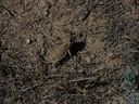 Filename=sept_06_pawnee_grasslands_079.jpg
Filesize=261KiB
Dimensions=1024x768
Date added=Oct 19, 2011 sept_06_pawnee_grasslands_079.jpg