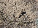 Filename=sept_06_pawnee_grasslands_080.jpg
Filesize=318KiB
Dimensions=1024x768
Date added=Oct 19, 2011 sept_06_pawnee_grasslands_080.jpg