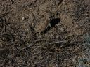 Filename=sept_06_pawnee_grasslands_082.jpg
Filesize=263KiB
Dimensions=1024x768
Date added=Oct 19, 2011 sept_06_pawnee_grasslands_082.jpg