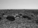 Filename=sept_06_pawnee_grasslands_117.jpg
Filesize=224KiB
Dimensions=1024x768
Date added=Oct 19, 2011 sept_06_pawnee_grasslands_117.jpg