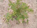 Filename=th_1pawnee_grasslands_aug_06_flora_00.jpg
Filesize=351KiB
Dimensions=800x600
Date added=Oct 19, 2011 th_1pawnee_grasslands_aug_06_flora_00.jpg