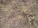 Filename=th_1pawnee_grasslands_aug_06_flora_01.jpg
Filesize=404KiB
Dimensions=800x600
Date added=Oct 19, 2011 th_1pawnee_grasslands_aug_06_flora_01.jpg