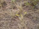 Filename=th_1pawnee_grasslands_aug_06_flora_02.jpg
Filesize=405KiB
Dimensions=800x600
Date added=Oct 19, 2011 th_1pawnee_grasslands_aug_06_flora_02.jpg