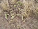 Filename=th_1pawnee_grasslands_aug_06_flora_03.jpg
Filesize=395KiB
Dimensions=800x600
Date added=Oct 19, 2011 th_1pawnee_grasslands_aug_06_flora_03.jpg