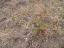 Filename=th_1pawnee_grasslands_aug_06_flora_04.jpg
Filesize=403KiB
Dimensions=800x600
Date added=Oct 19, 2011 th_1pawnee_grasslands_aug_06_flora_04.jpg